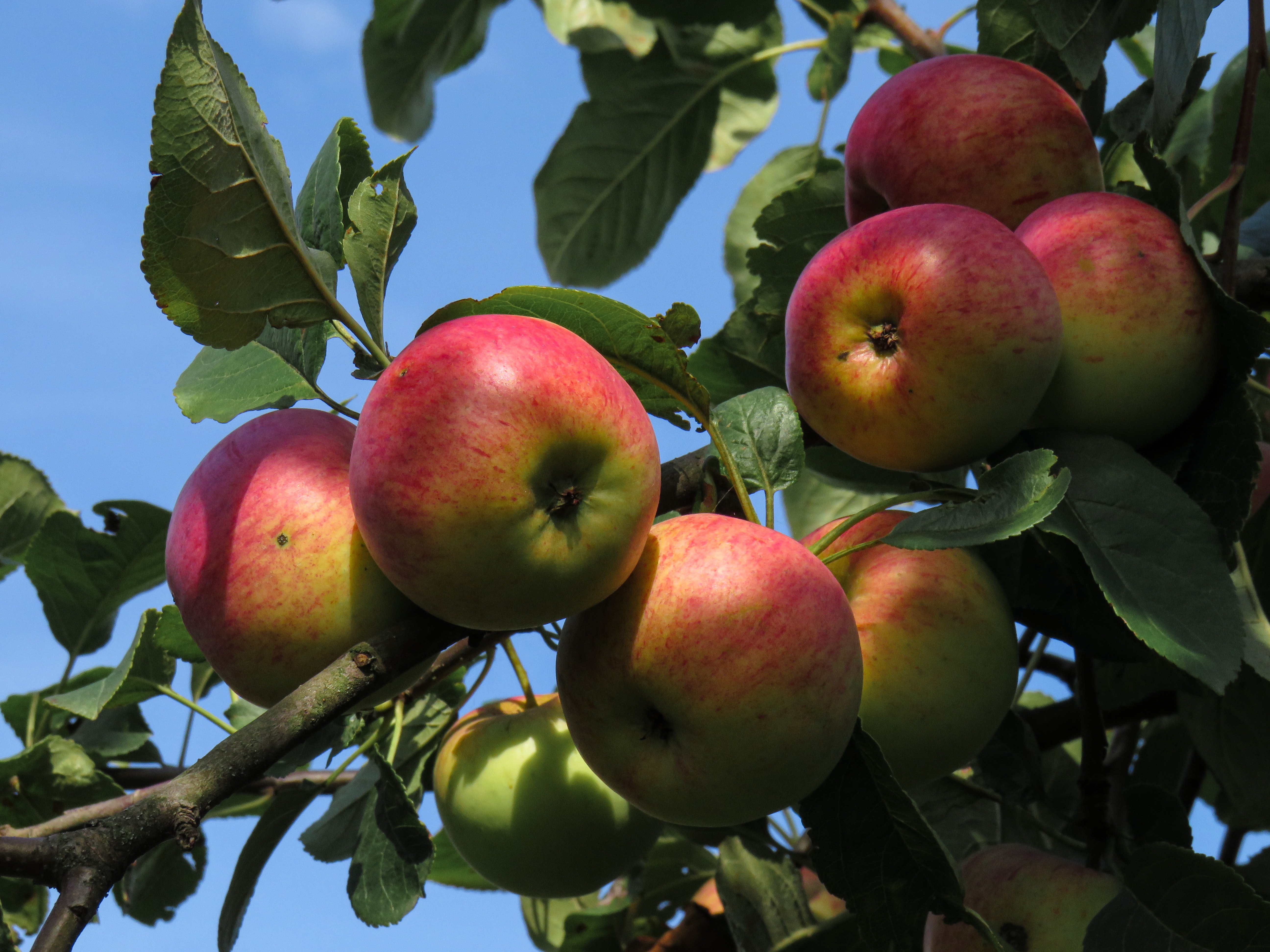 Apples On Tree